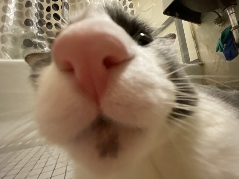 big%20nose.jpg