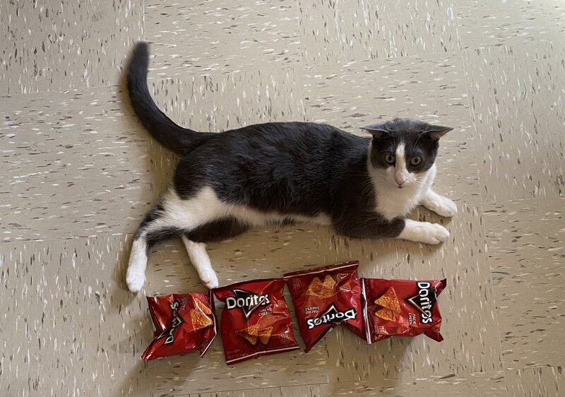 four%20doritos%20long.jpg