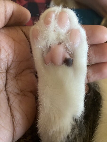 paw.jpg